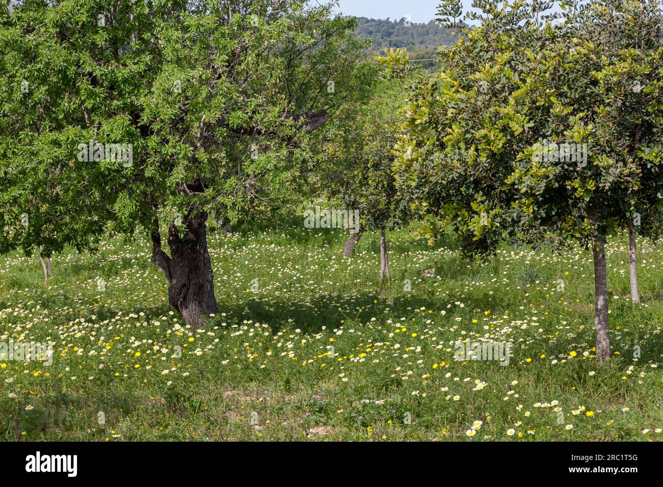 Holm oaks (Quercus ilex) Stock Photo