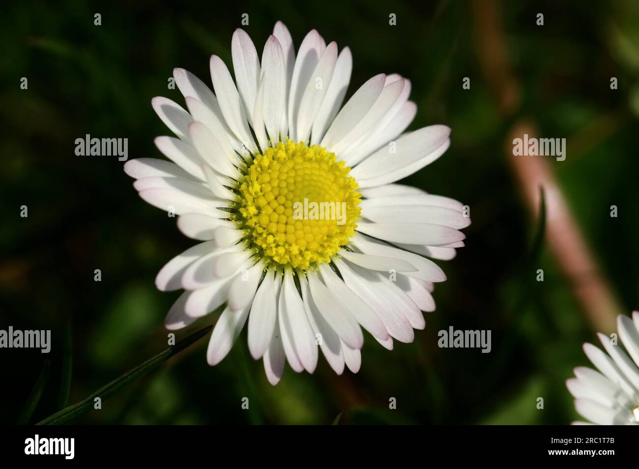 Common daisy (Bellis perennis) Stock Photo