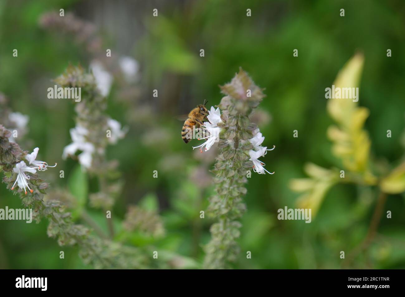 A European Honey Bee collecting Pollen from a Basil Flower Stock