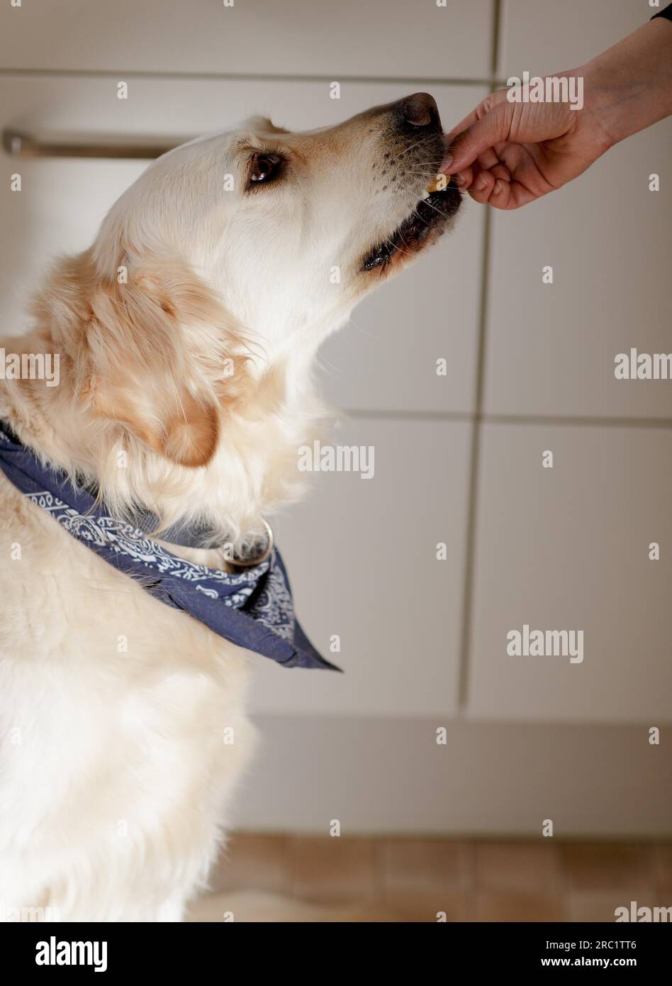 Portrait of a Golden Retriever Dog Stock Photo