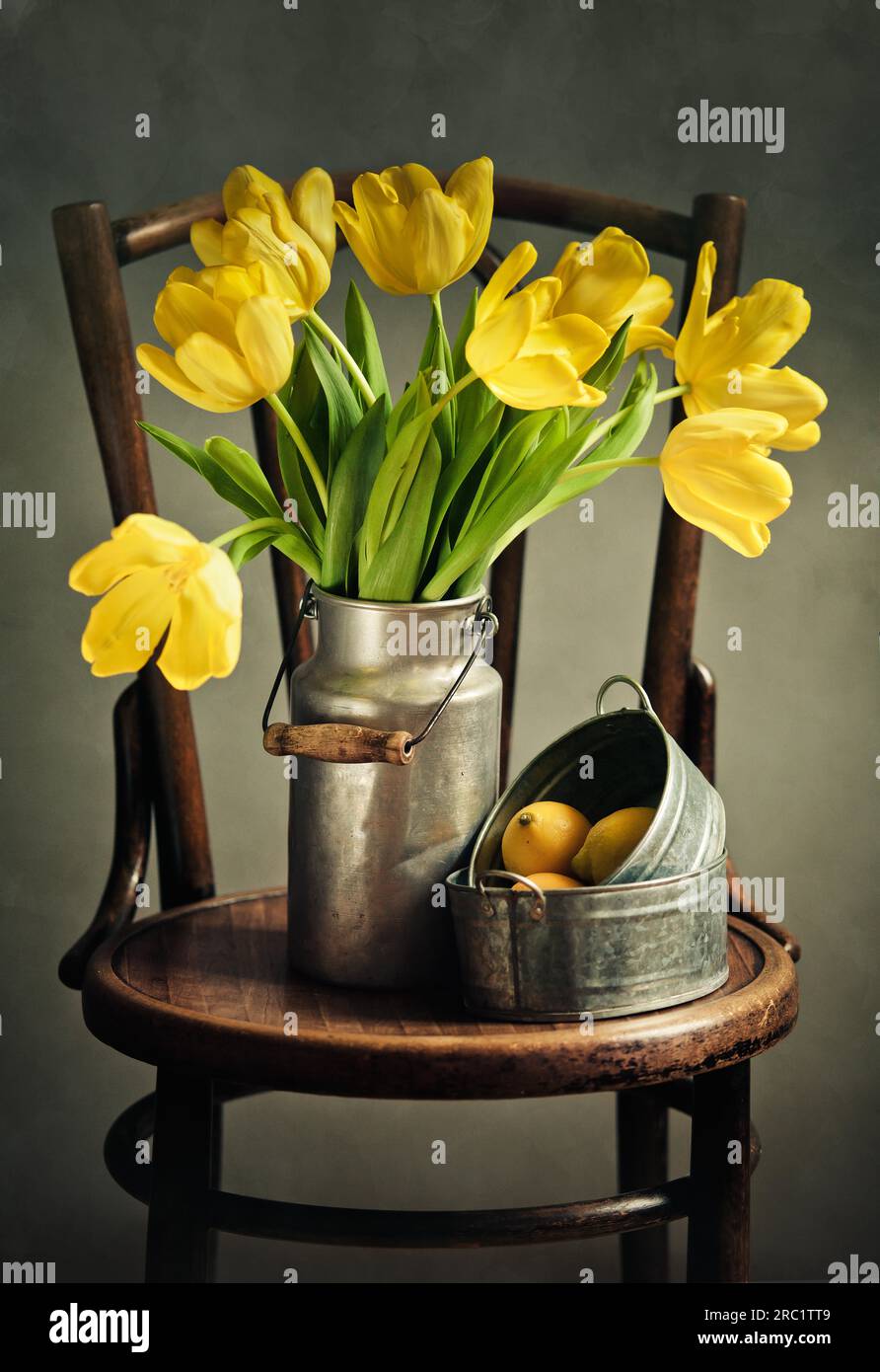 Classic Still Life in Painting Style with Yellow Tulips in Milk Can and with Lemons on Antique Chair Stock Photo