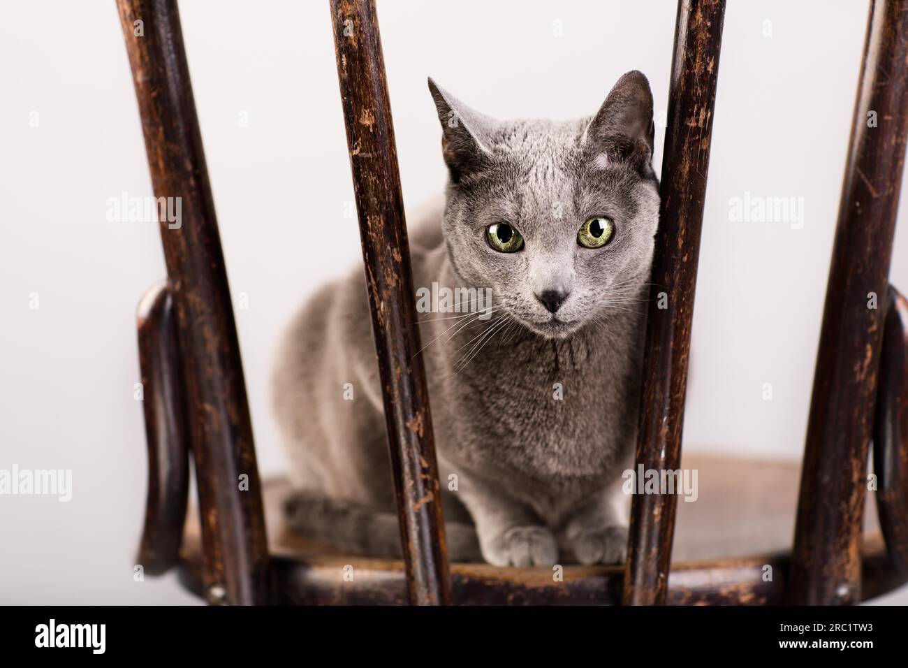 Studio Portrait of an Elegant and Beautiful Purebred Russian Blue Cat on Antique Wooden Chair Stock Photo