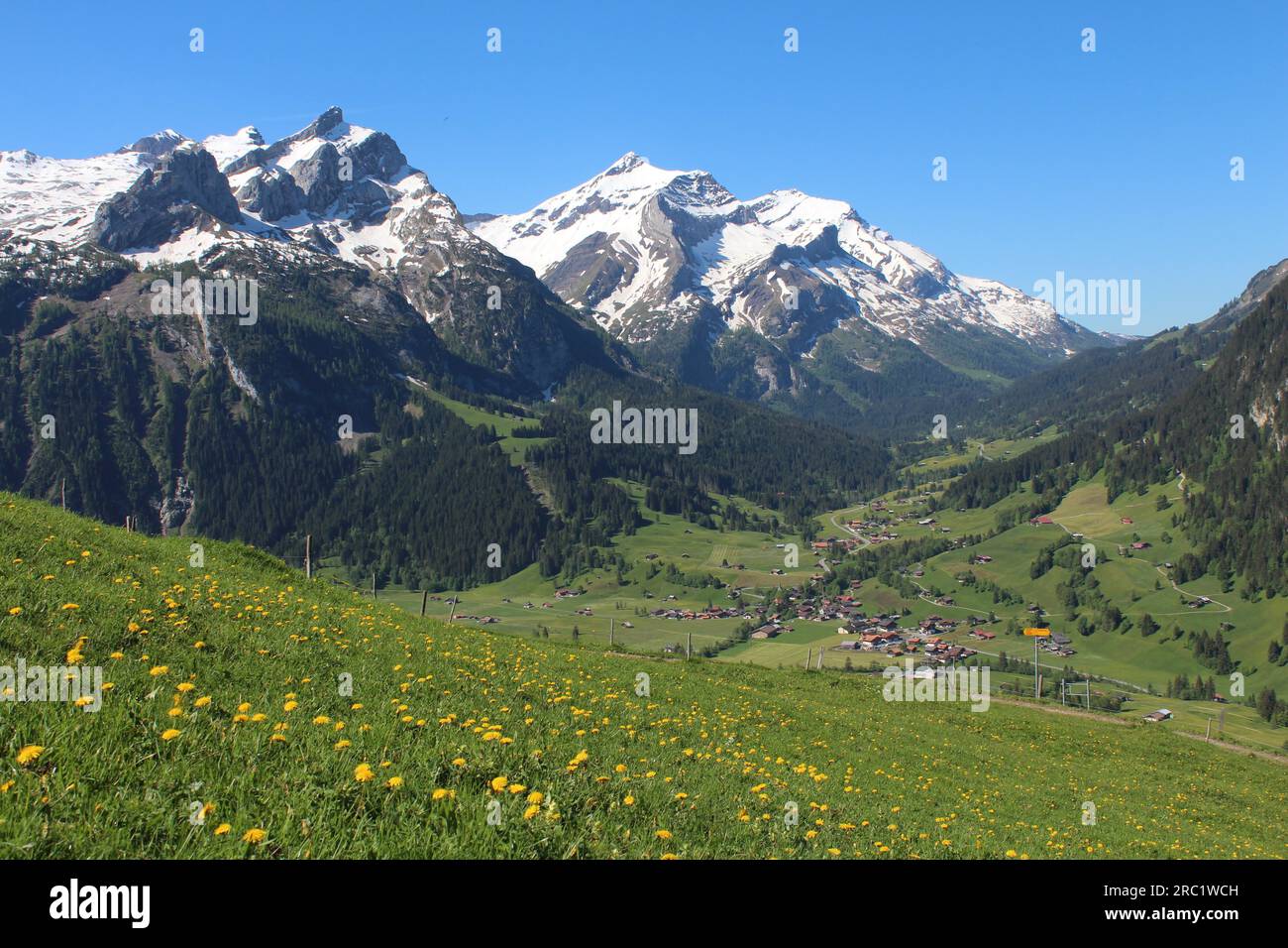 Snow capped mountains and green meadow full of yellow wildflowers Stock ...