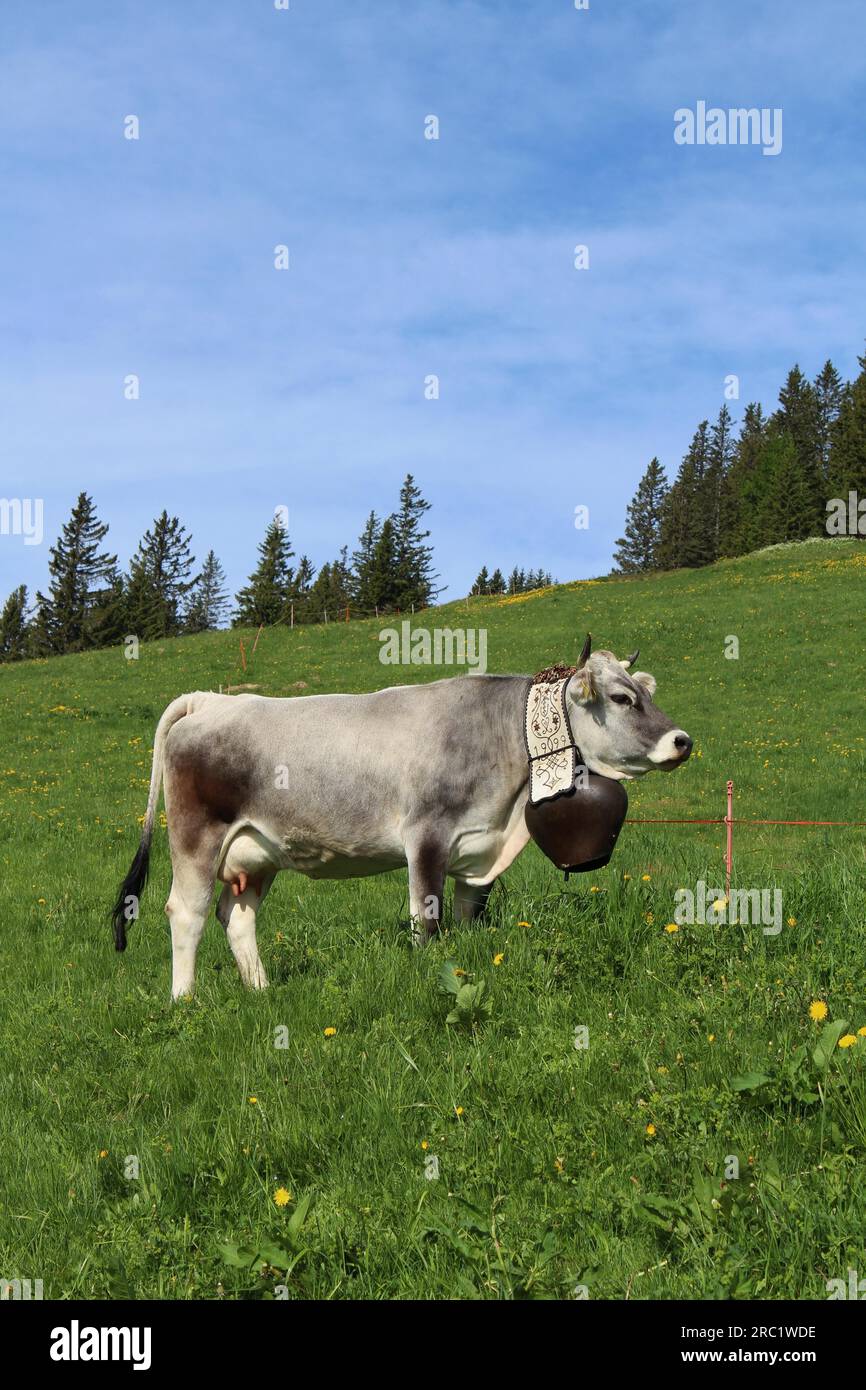 Cow with beautiful bell on a meadow in the Bernese Oberland Stock Photo ...