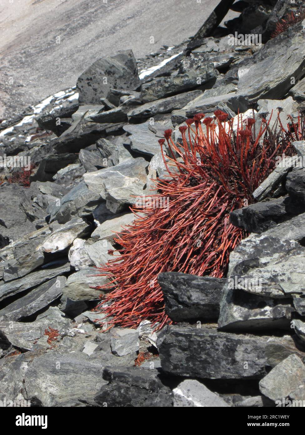 Red plant growing in 5550 m altitude, Nepal Stock Photo