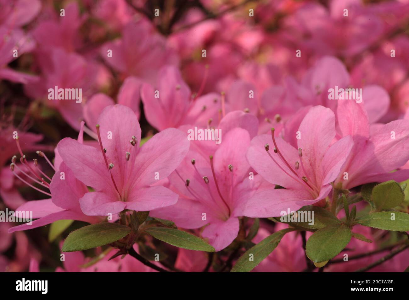 Japanese Azalea - Rhododendron 'Hinomayo Stock Photo - Alamy
