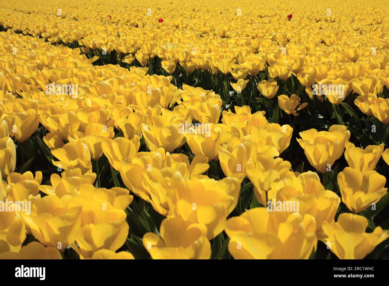 Yellow tulip field in the Netherlands Stock Photo - Alamy