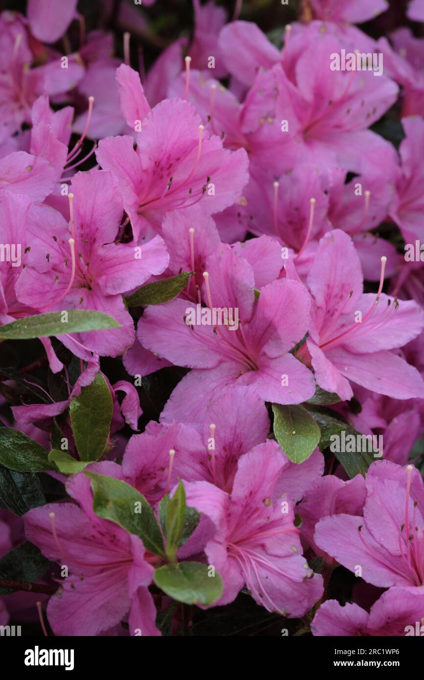 Japanese Azalea - Rhododendron 'Eira Stock Photo - Alamy
