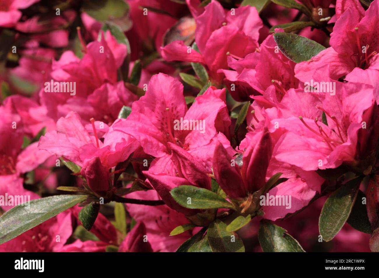 Japanese Azalea - Rhododendron 'Favorite Stock Photo - Alamy
