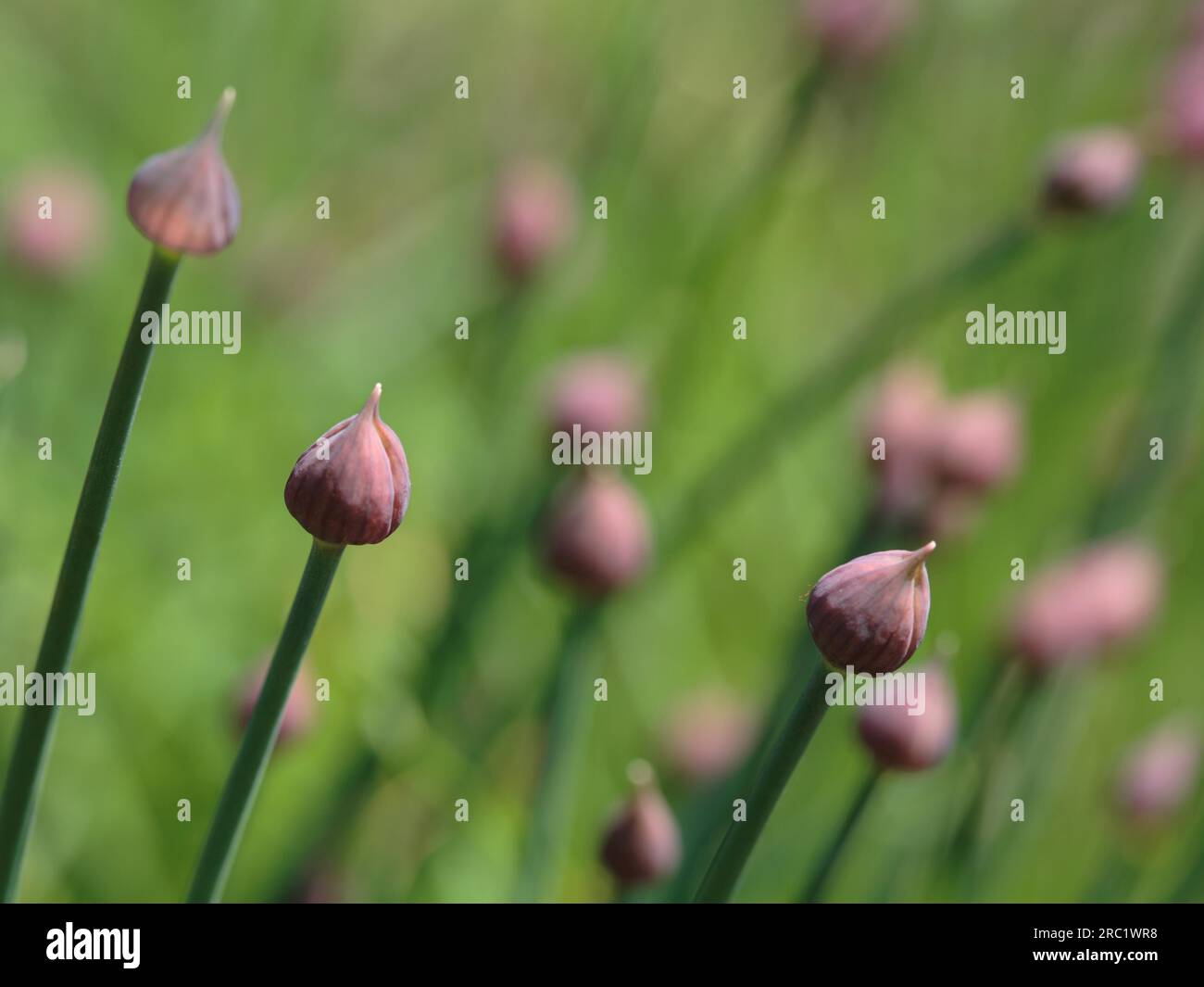 Chive Tree Chive plants hi-res stock photography and images - Alamy