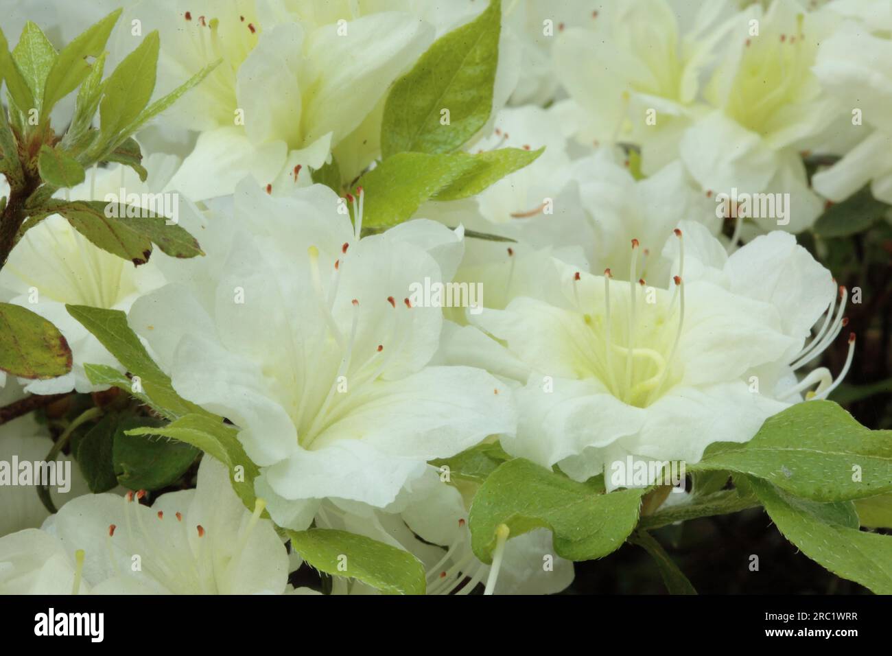 Japanese Azalea - Rhododendron 'Kure-no-Yuki Stock Photo - Alamy