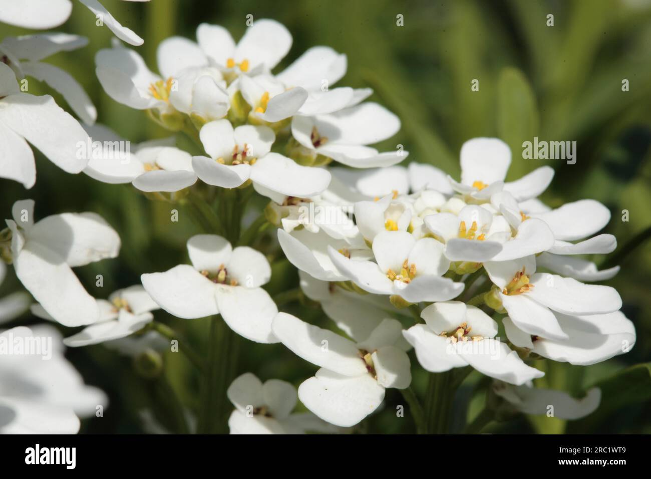 (Iberis sempervirens) 'Dwarf Snowflake Stock Photo
