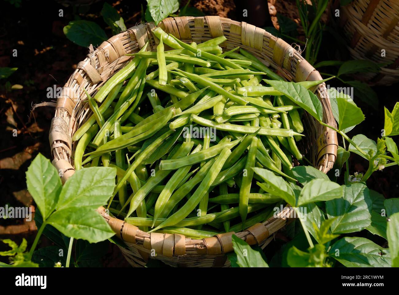 Vegetable a basket full of Harvested Cluster beans cheeni Avarakkai (Cyamopsis tetragonoloba) Oddanchatram Ottanchathiram, Tamil Nadu, South India Stock Photo