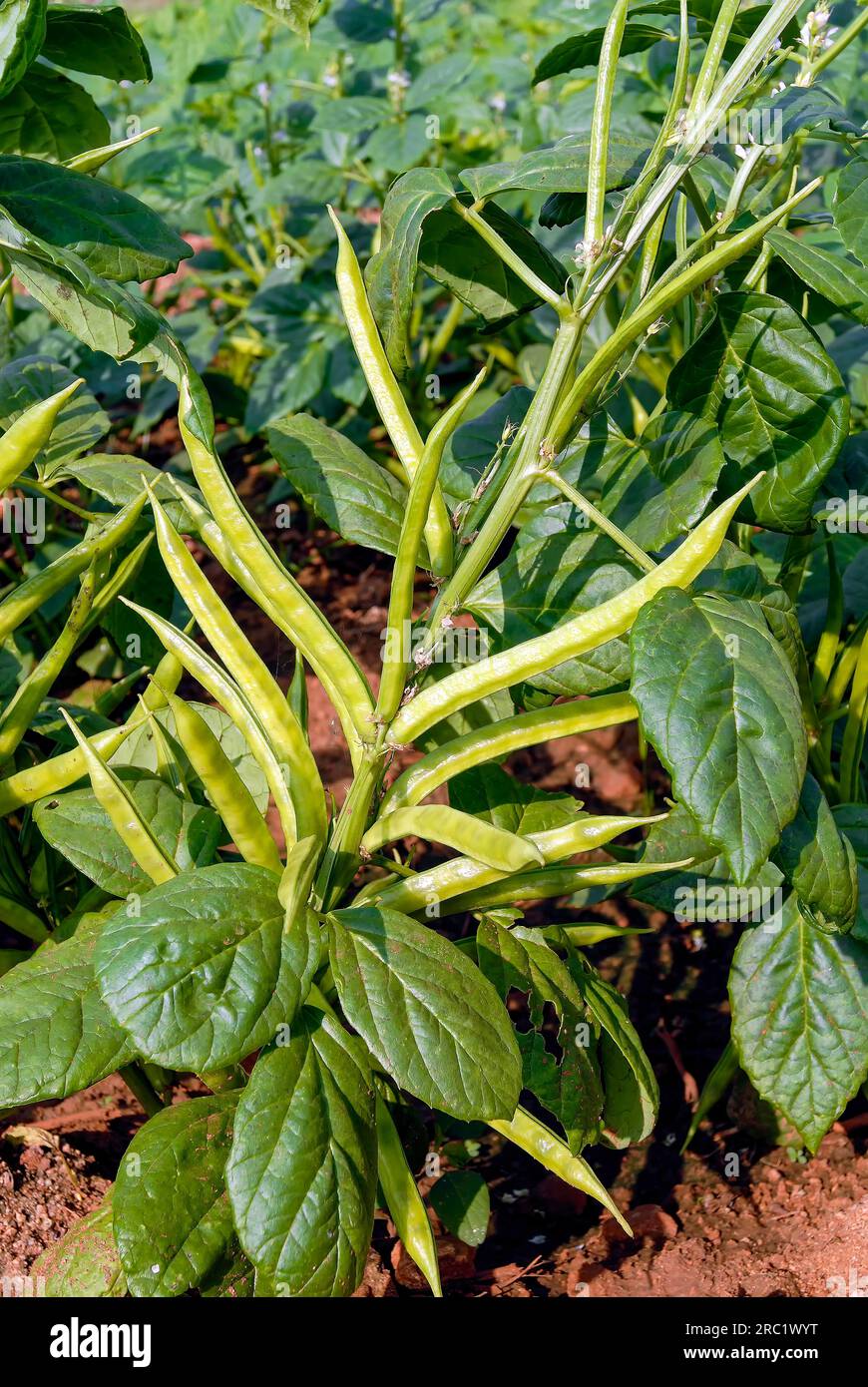 Vegetable Cluster beans cheeni Avarakkai (Cyamopsis tetragonoloba) Tamil Nadu, South India, India, Asia Stock Photo