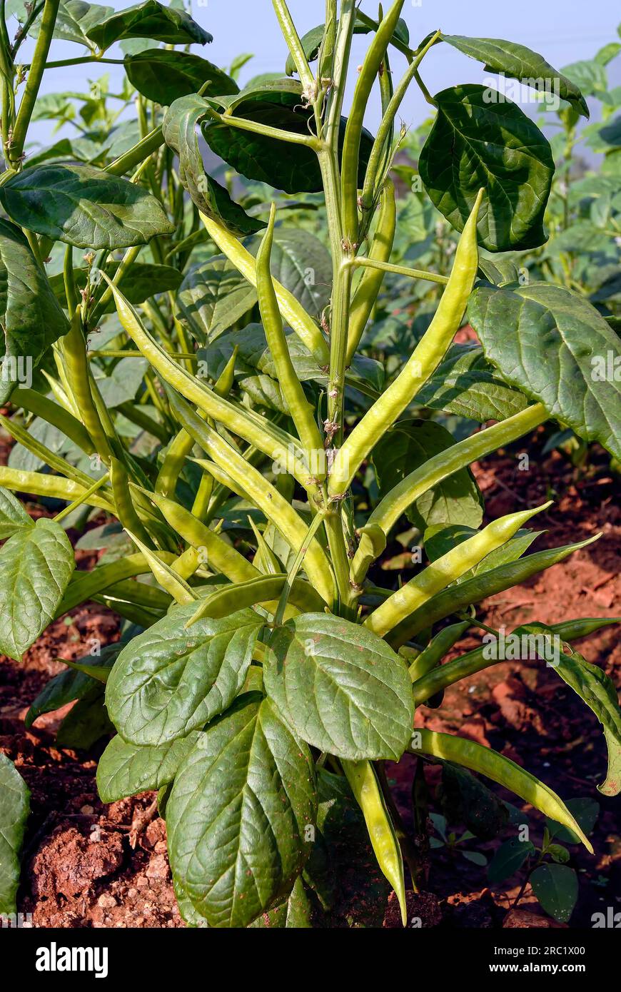 Vegetable Cluster beans cheeni Avarakkai (Cyamopsis tetragonoloba) Tamil Nadu, South India, India, Asia Stock Photo
