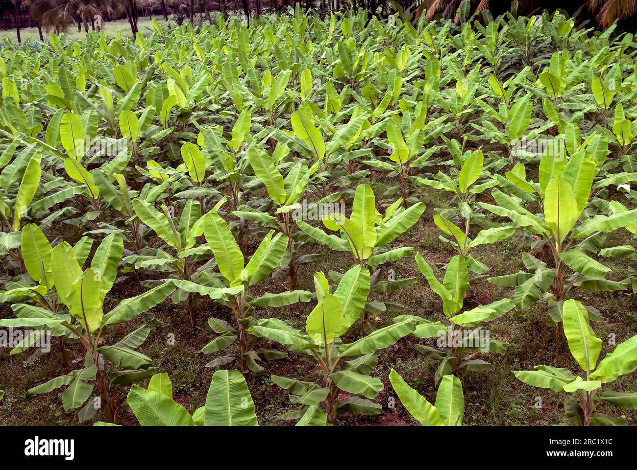 Banana (Musa) Plantain garden, Tamil Nadu, South India, India, Asia