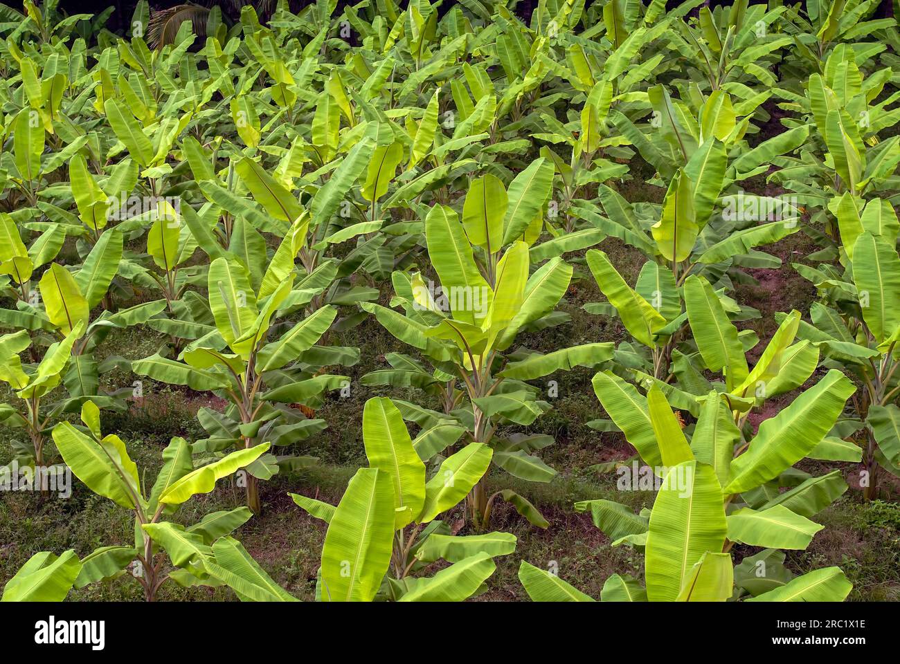 Banana (Musa) Plantain garden, Tamil Nadu, South India, India, Asia