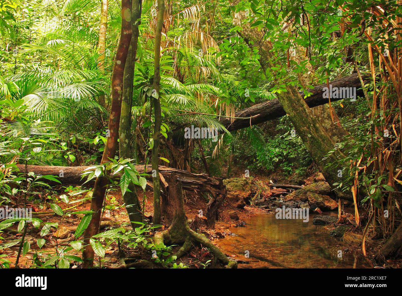 Tropical rainforest, Koh Lanta Island, Thailand Stock Photo - Alamy