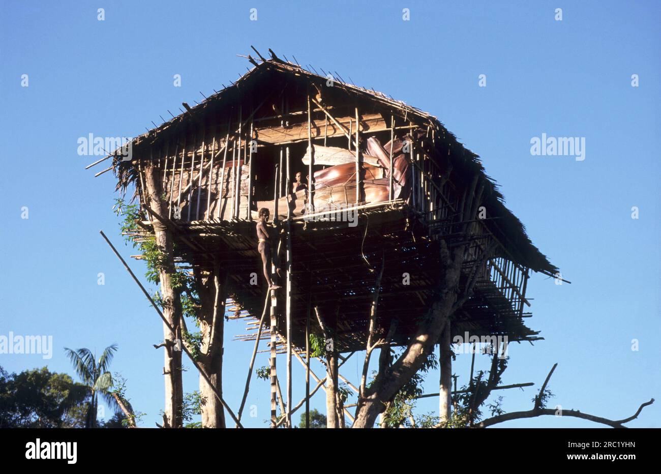 Traditional tree house, Korowai people, West Papua, West New Guinea ...
