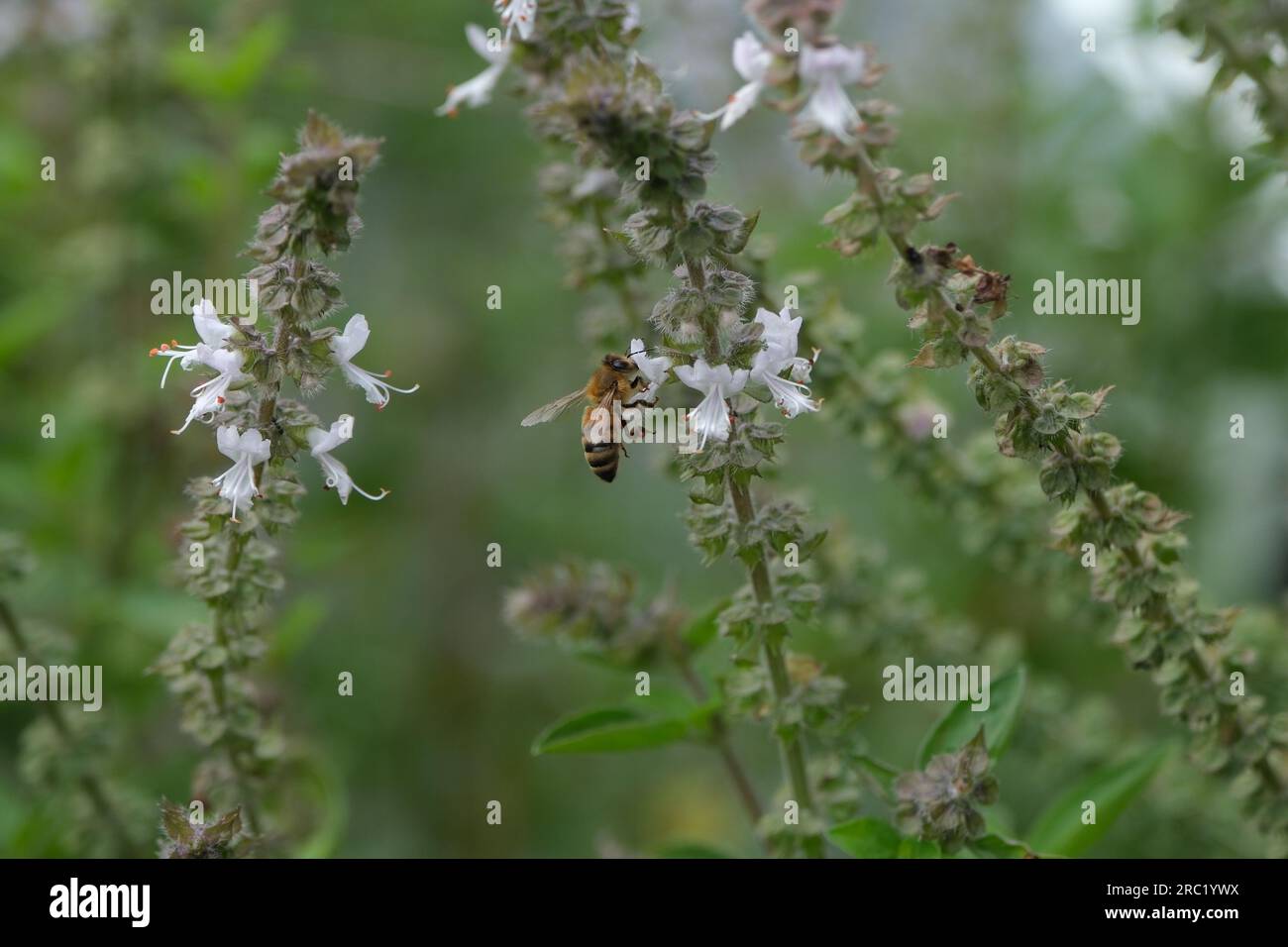 A European Honey Bee collecting Pollen from a Basil Flower Stock