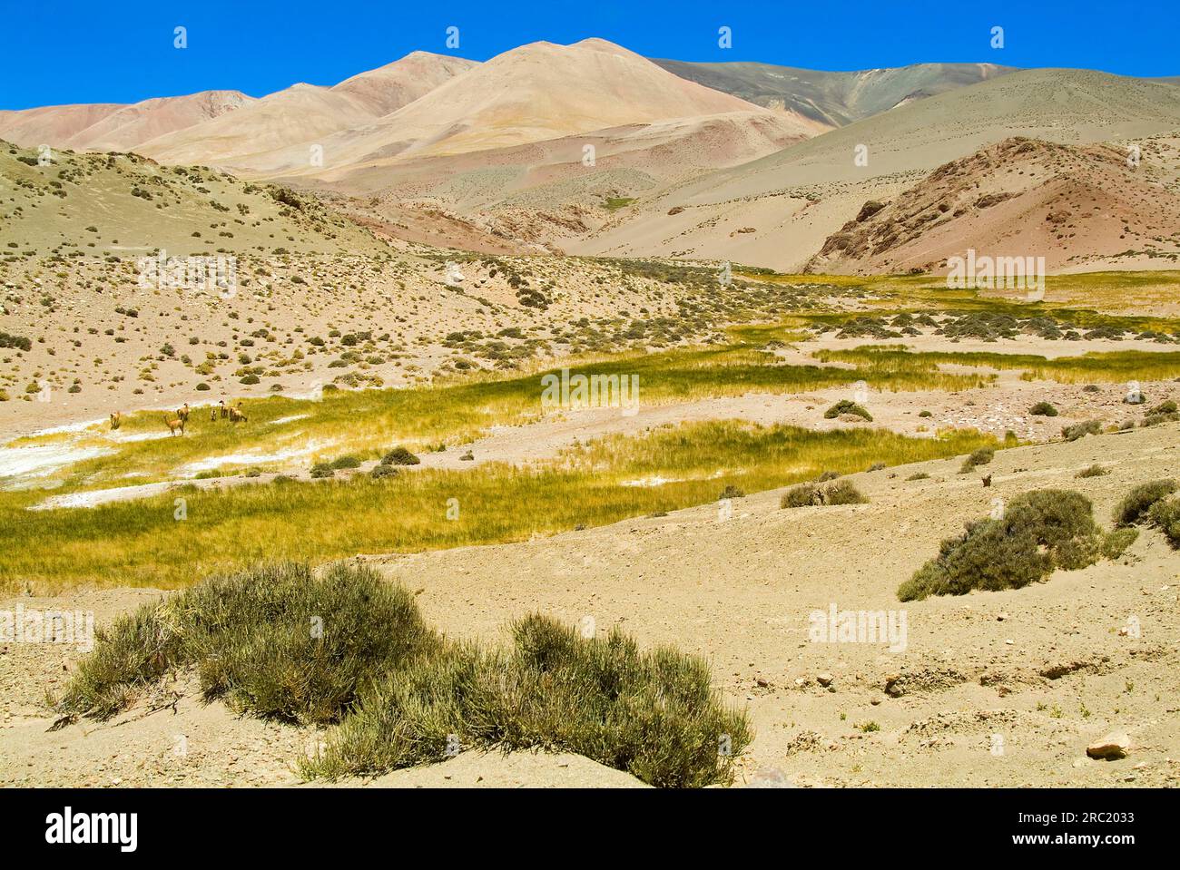 Laguna Brava, Las Vicunas National Reserve, High Andes, La Rioja