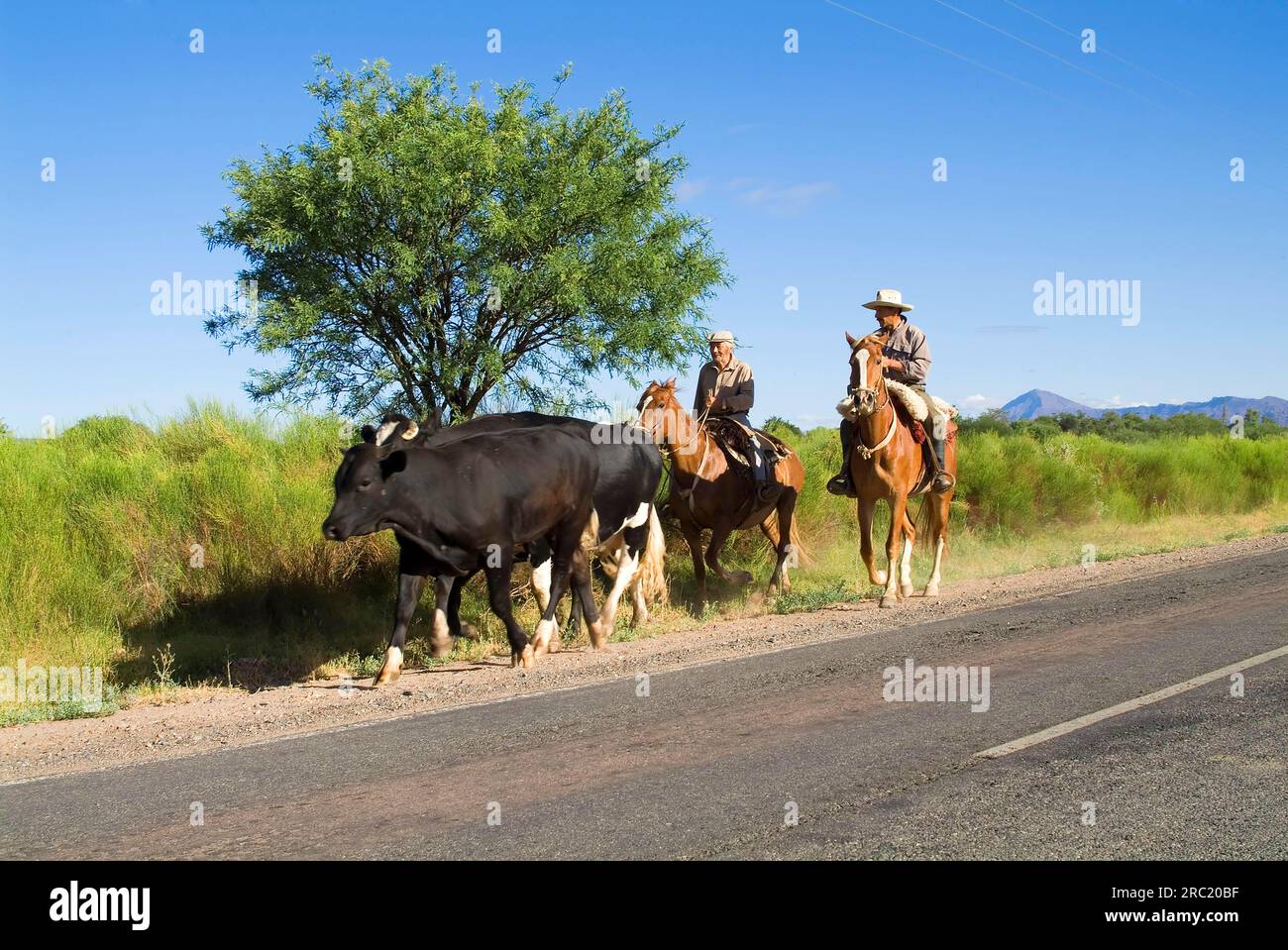 Gauchos herding domestic cattle, Cattle herder, Cattle herder, 40, Calchaqui Valley, Argentina Stock Photo