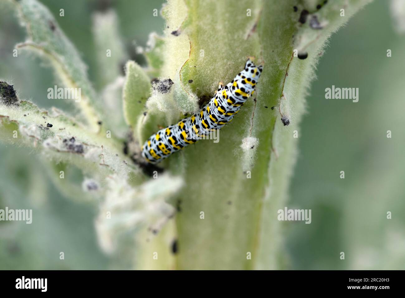 Close up macro image of mullein caterpillar on a common mullein plant. Cucullia verbasci Stock Photo