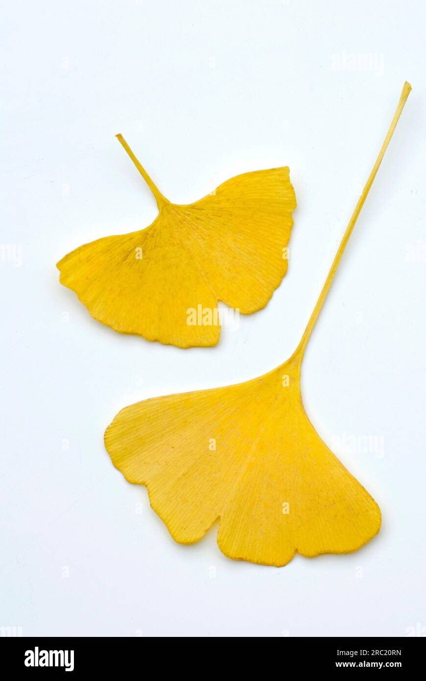 Young (Ginkgo biloba) rnhair tree leaves Stock Photo