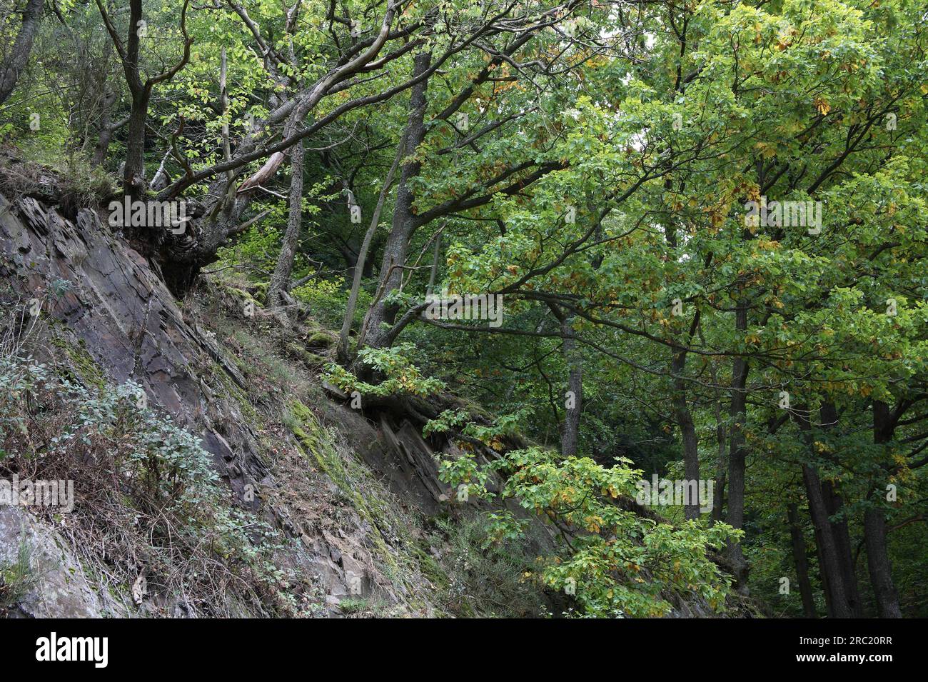 Sessile oaks on slate rock, Kermeter area, Eifel National Park, Turkey oak (Quercus cerris), Germany Stock Photo