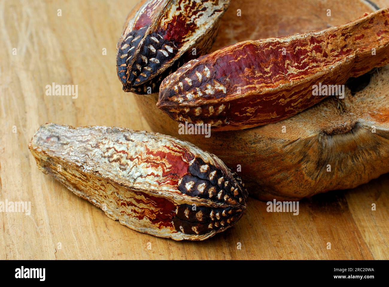 Mahogany seed capsules (Meliaceae) Stock Photo
