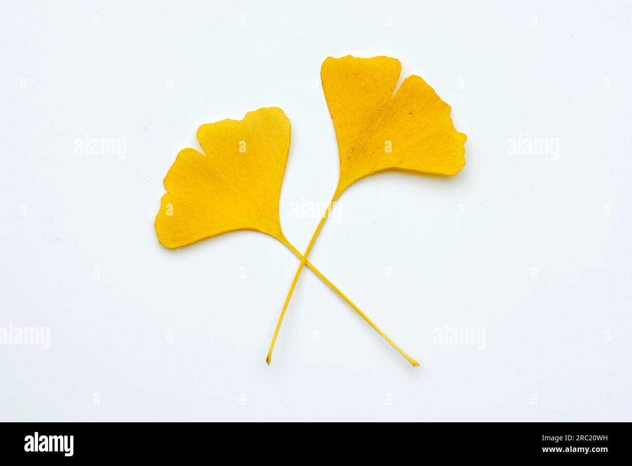 Young (Ginkgo biloba) rnhair tree leaves Stock Photo