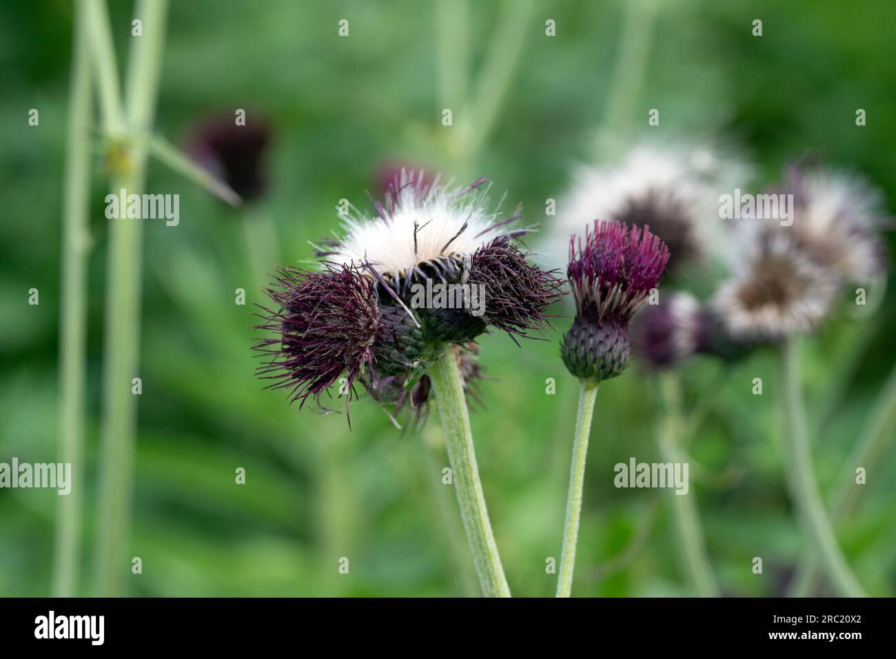 Close up macro image of plume thistle. Cirsium rivulare. Selective focus Stock Photo