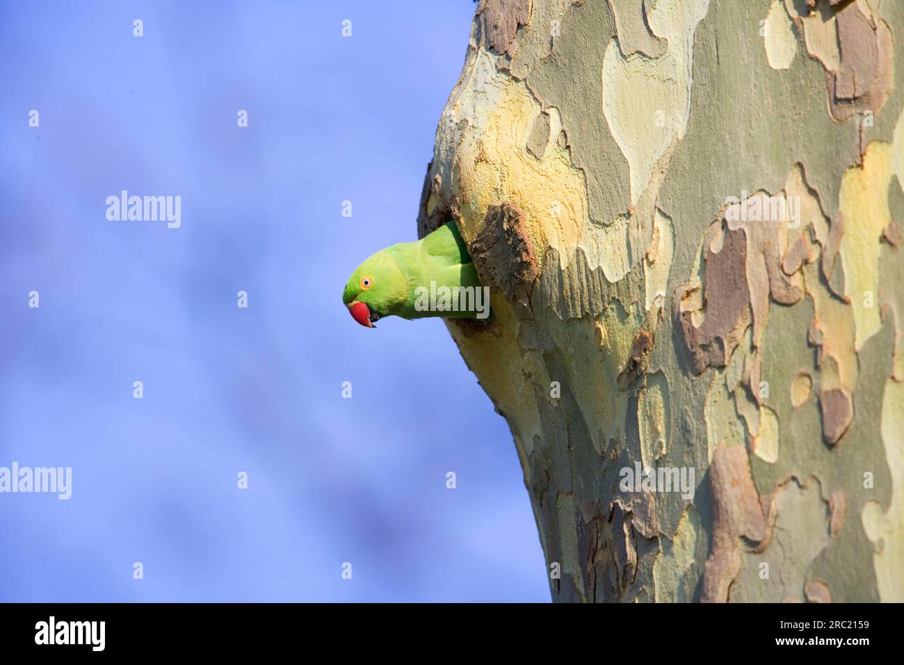 Parakeet Looking Rough Ground parrot nest hi-res stock photography and images - Alamy