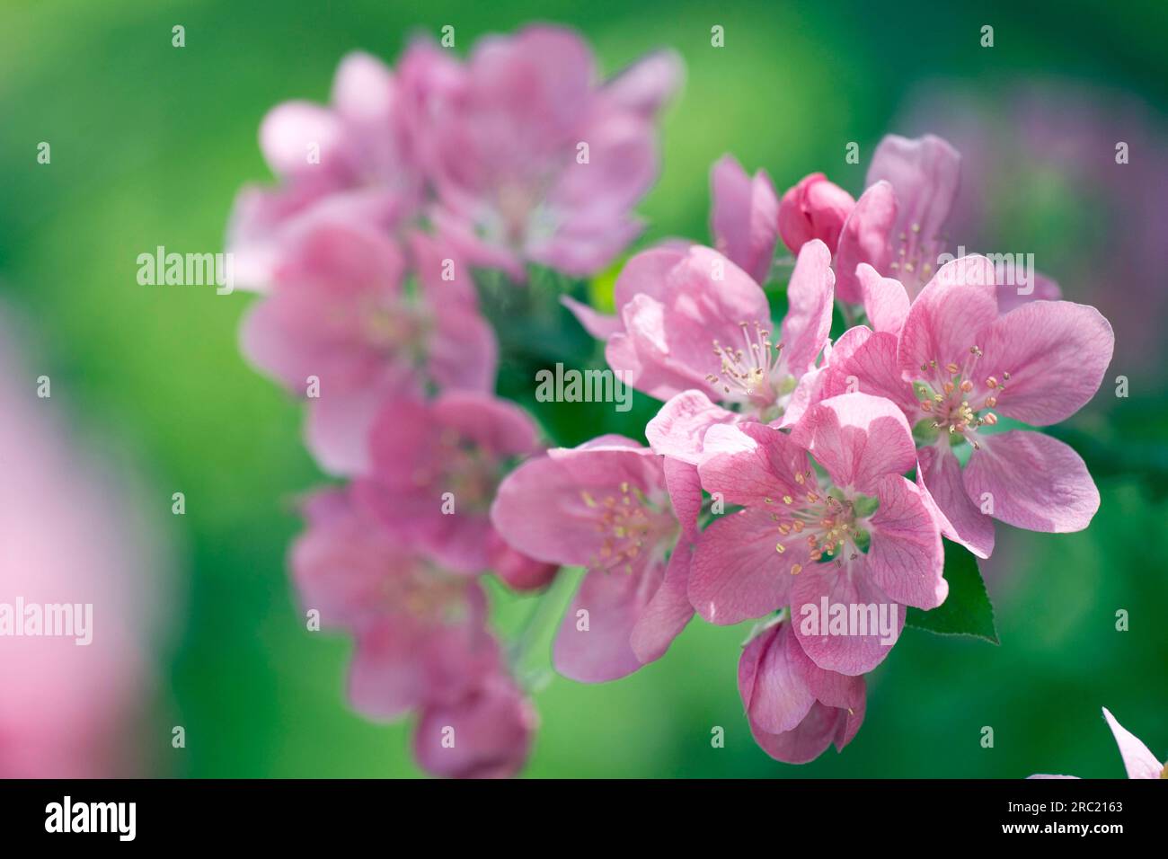 Apple Blossom (Malus pumila cv.), Niedzwetzkyana-Aldenham Purple, Paradise Apple Tree Stock Photo