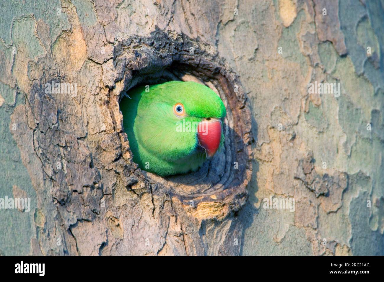 Parakeet Looking Rough Rose ringed parakeet (Psittacula krameri), female looking out of nest ...