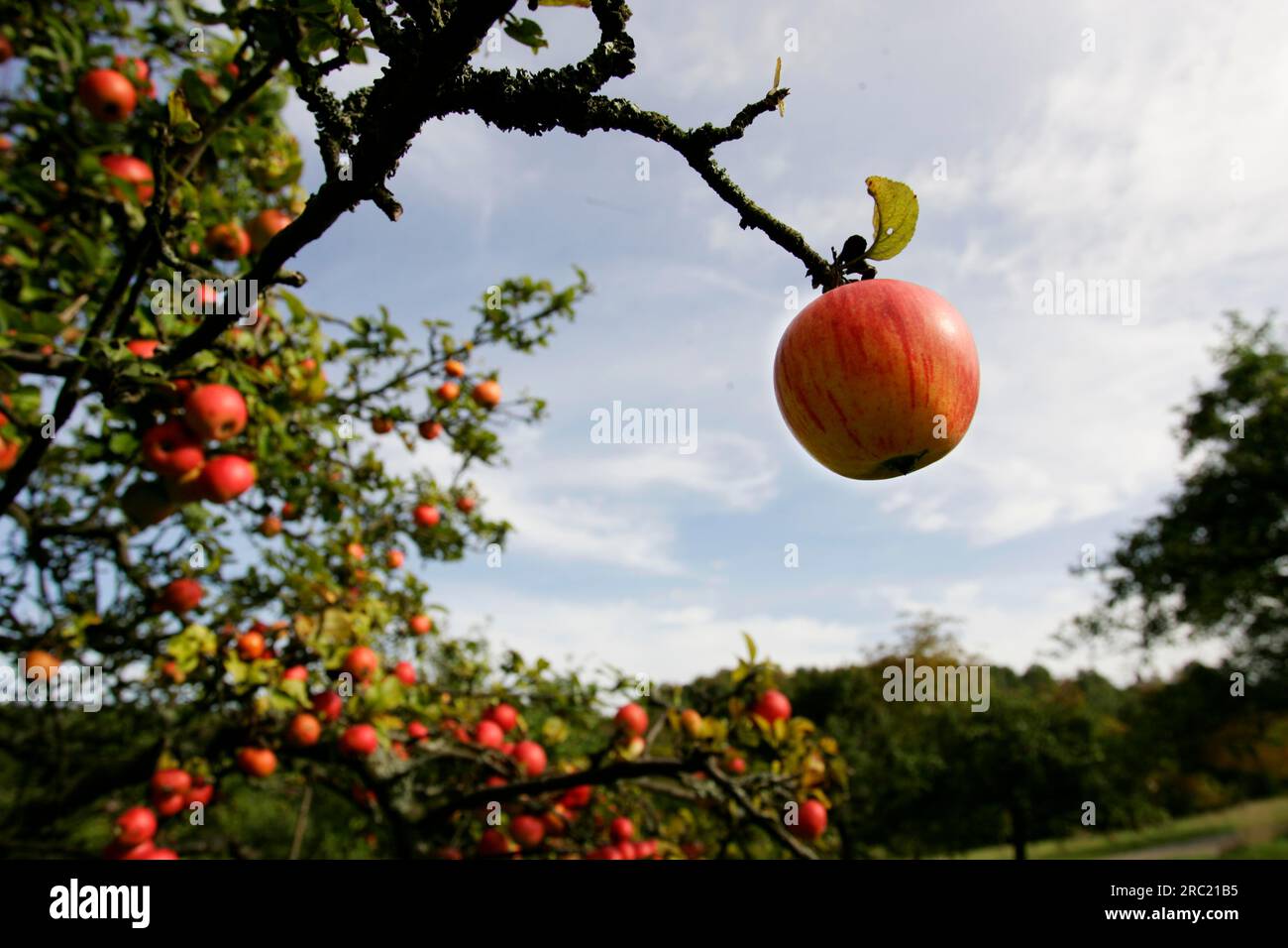 Organic apples growing on an apple tree, Bavaria, Germany, Europe Stock  Photo - Alamy