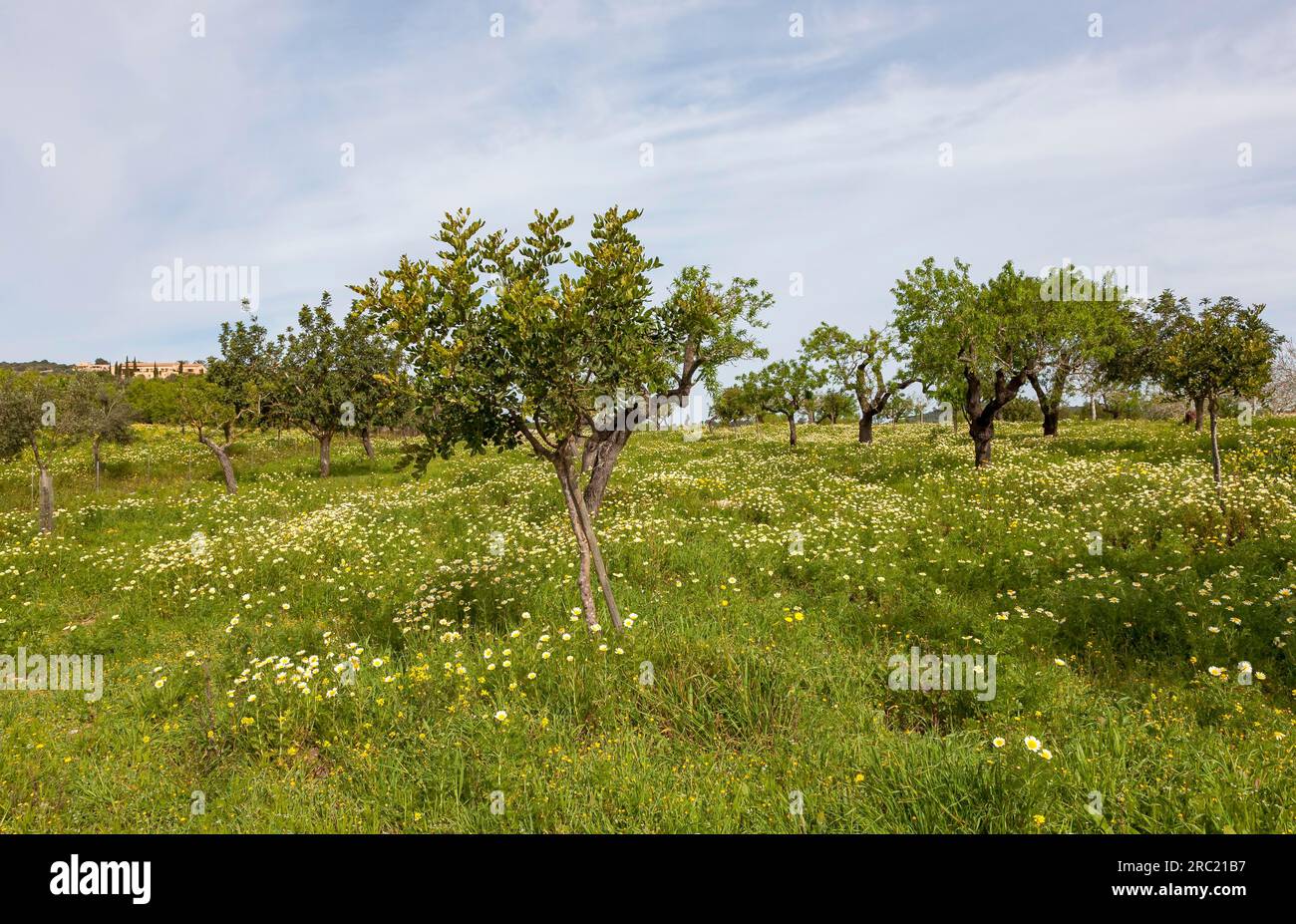 Flower meadow with crownwort (Glebionis coronaria), almond trees (Prunus dulcis), Majorca, Balearic Islands, Spain Stock Photo