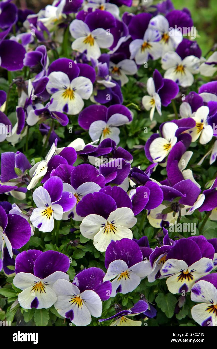 Horned violet, Viola cornuta Stock Photo