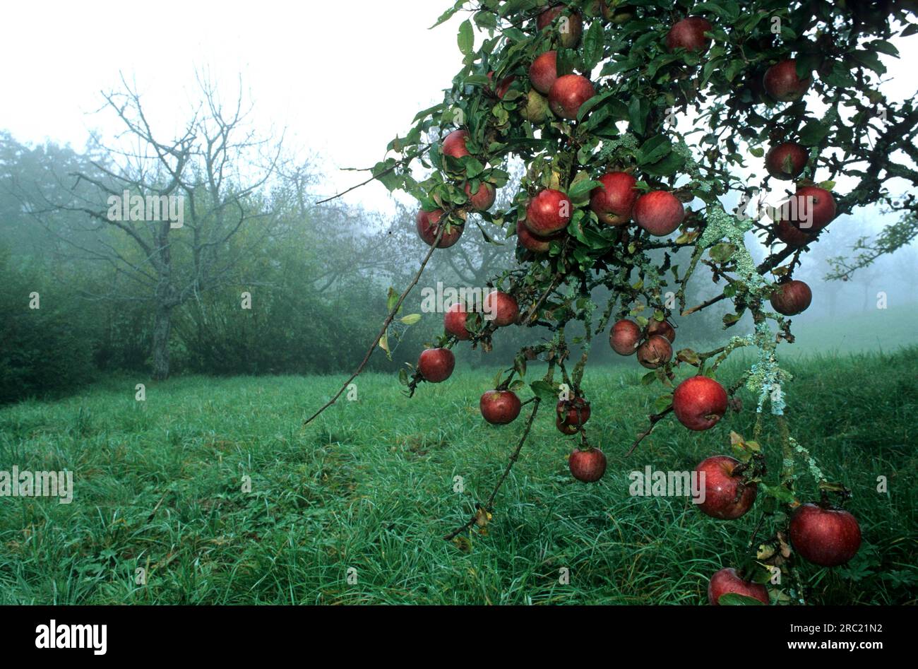 Apple tree (malus domestica) with red apples in the mist apple, apples, apple tree, apple tree, malus, apples, crabapples, pommier Stock Photo