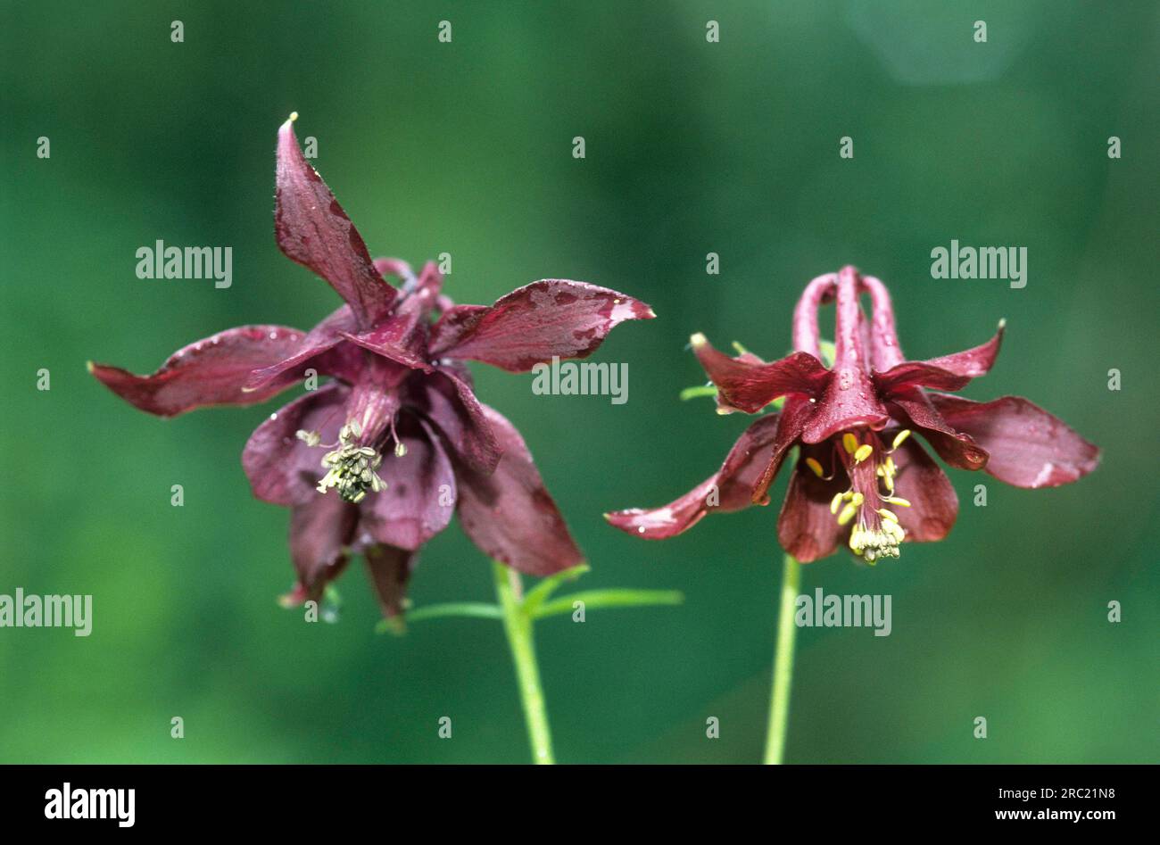 European columbine (aquilegia vulgaris), columbine, ancolie Stock Photo