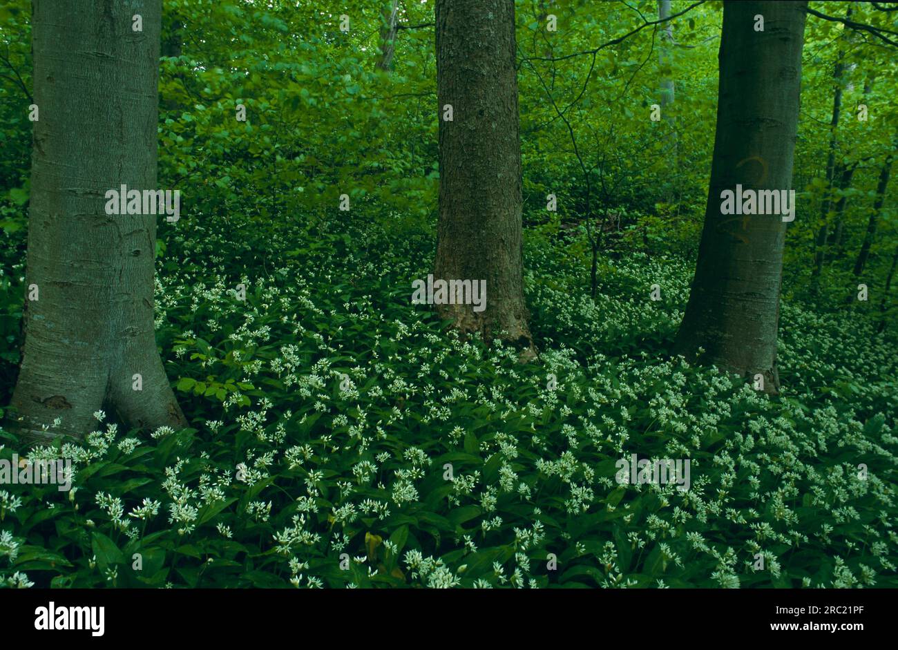 Ramson (Allium ursinum) (allium ursinum), wild onion, wild leek