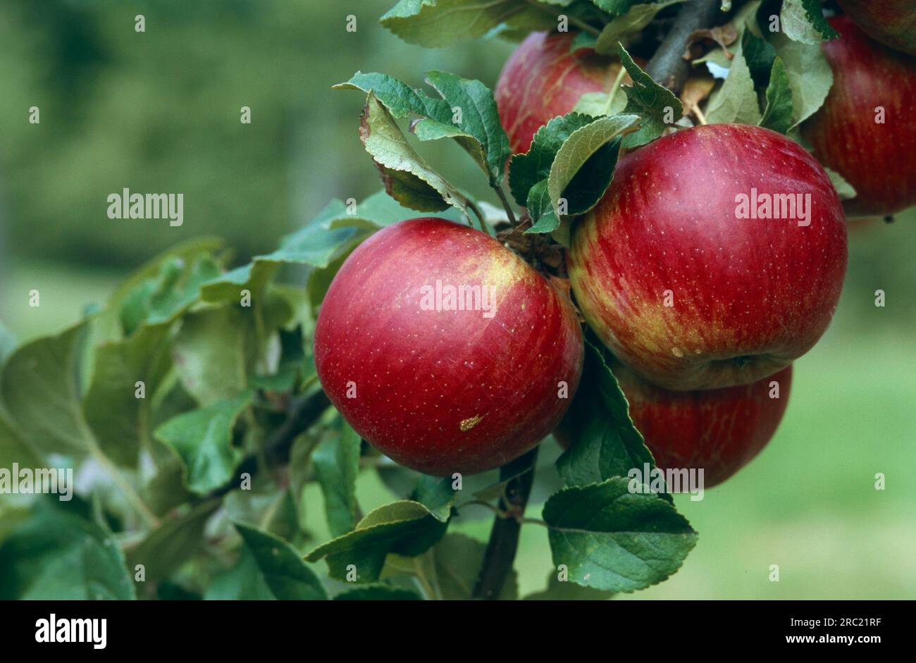 Red apples, variety Jonathan Garten, Germany, germany apple, apples, apple tree (malus domestica), apple tree, malus, apples, crabapples, pommier Stock Photo