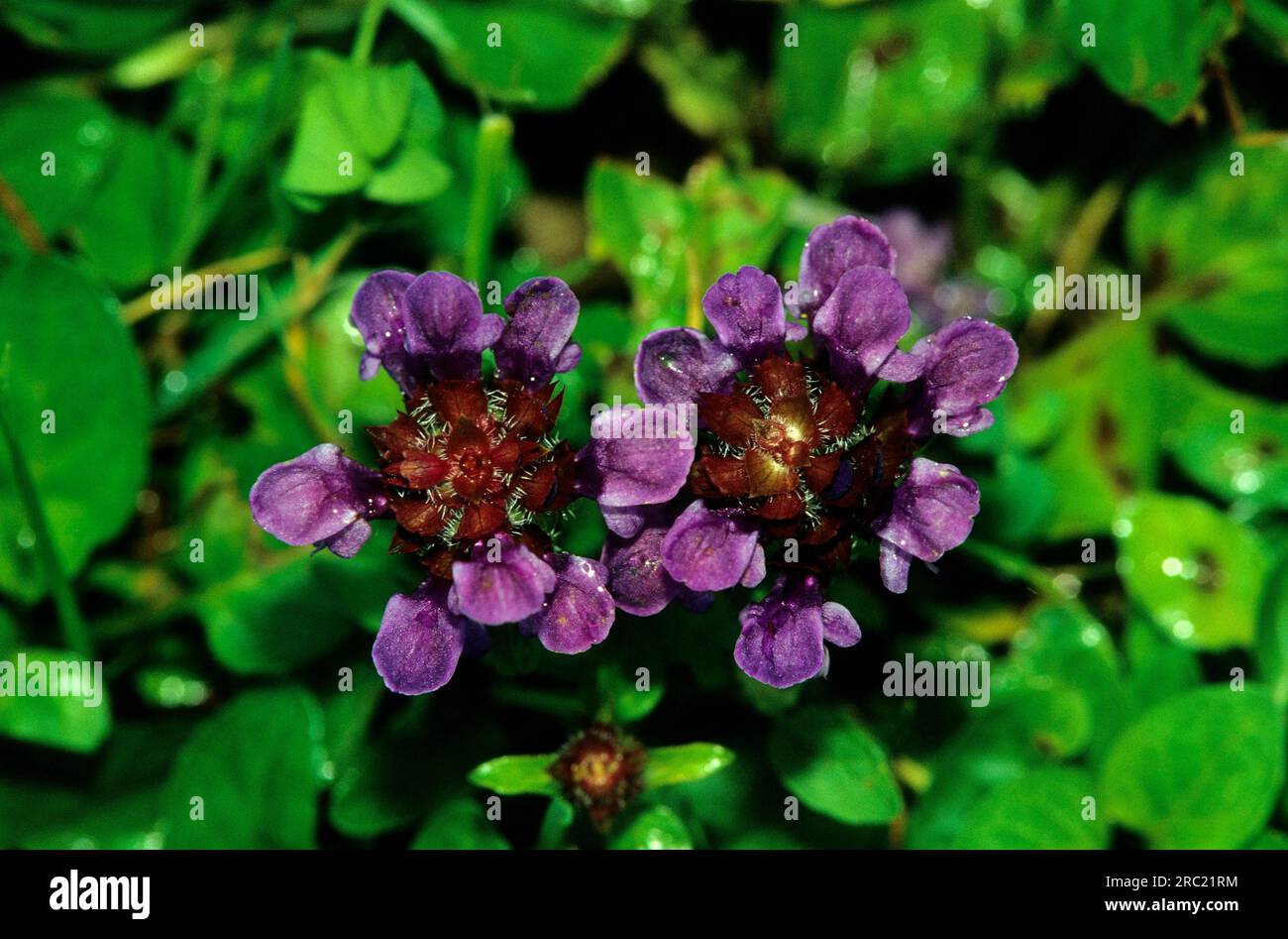 Common prunella (prunella vulgaris), antoni herb, blue cuckoo, neck herb, brunela, brunelles Stock Photo