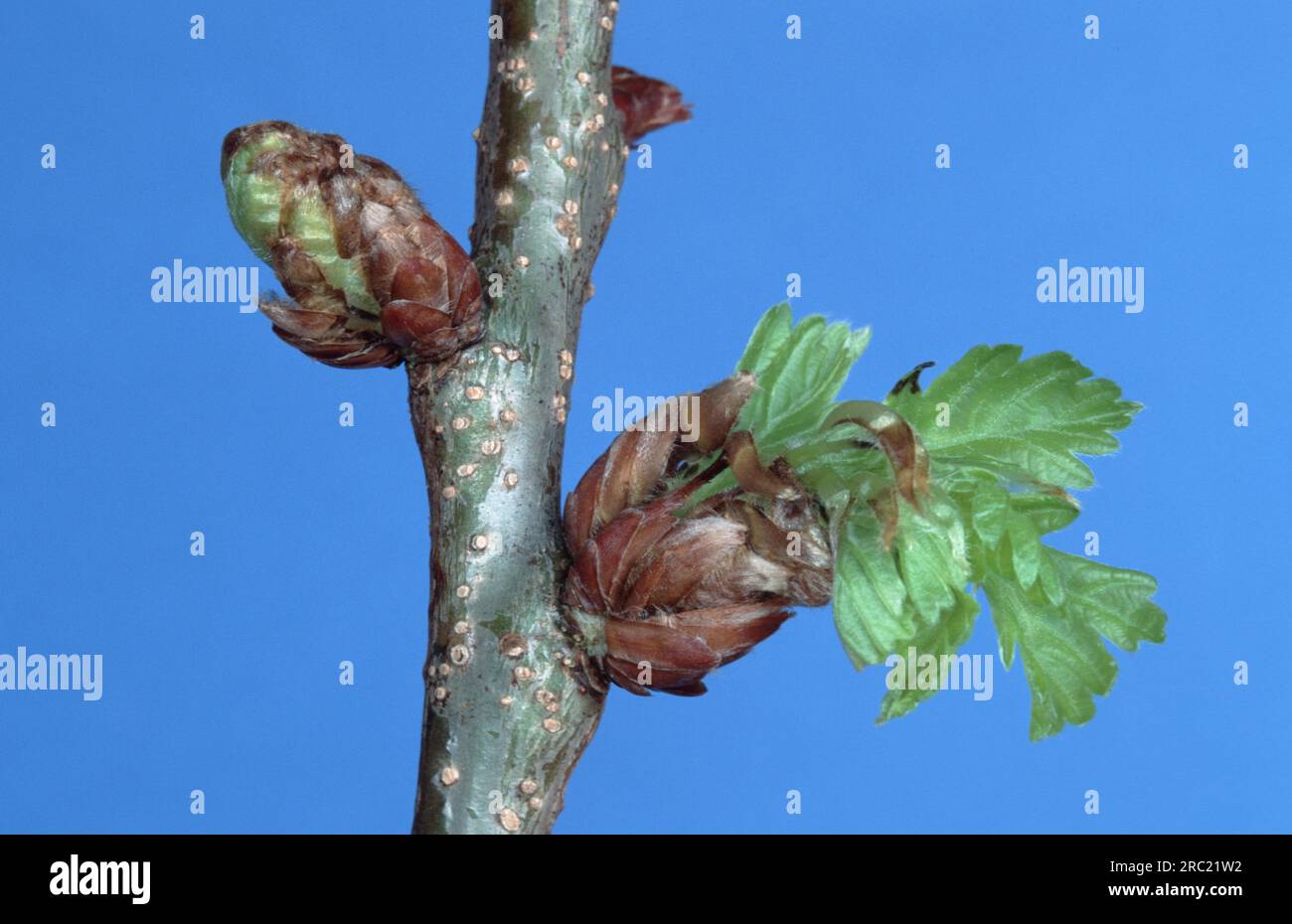 Oak, oak trees (quercus) (quercus rubor), oak, oaktree, roble, chene
