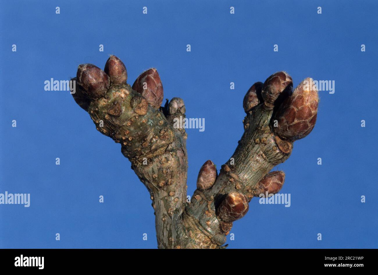 Oak, oak trees (quercus) (quercus rubor), oak, oaktree, roble, chene