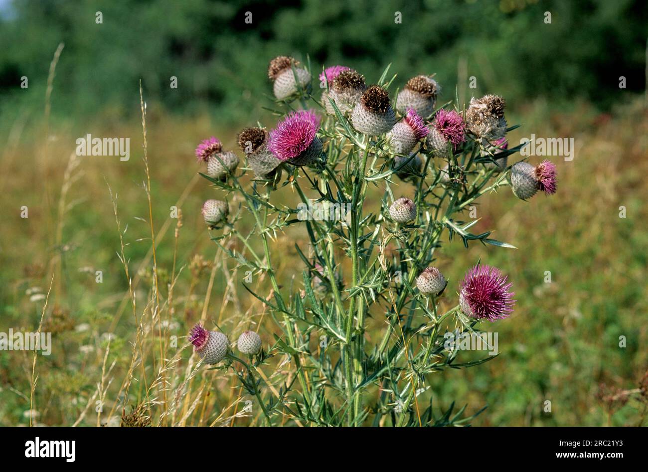Woolly thistle (cirsium eriophorum), cirse laineux Stock Photo Alamy