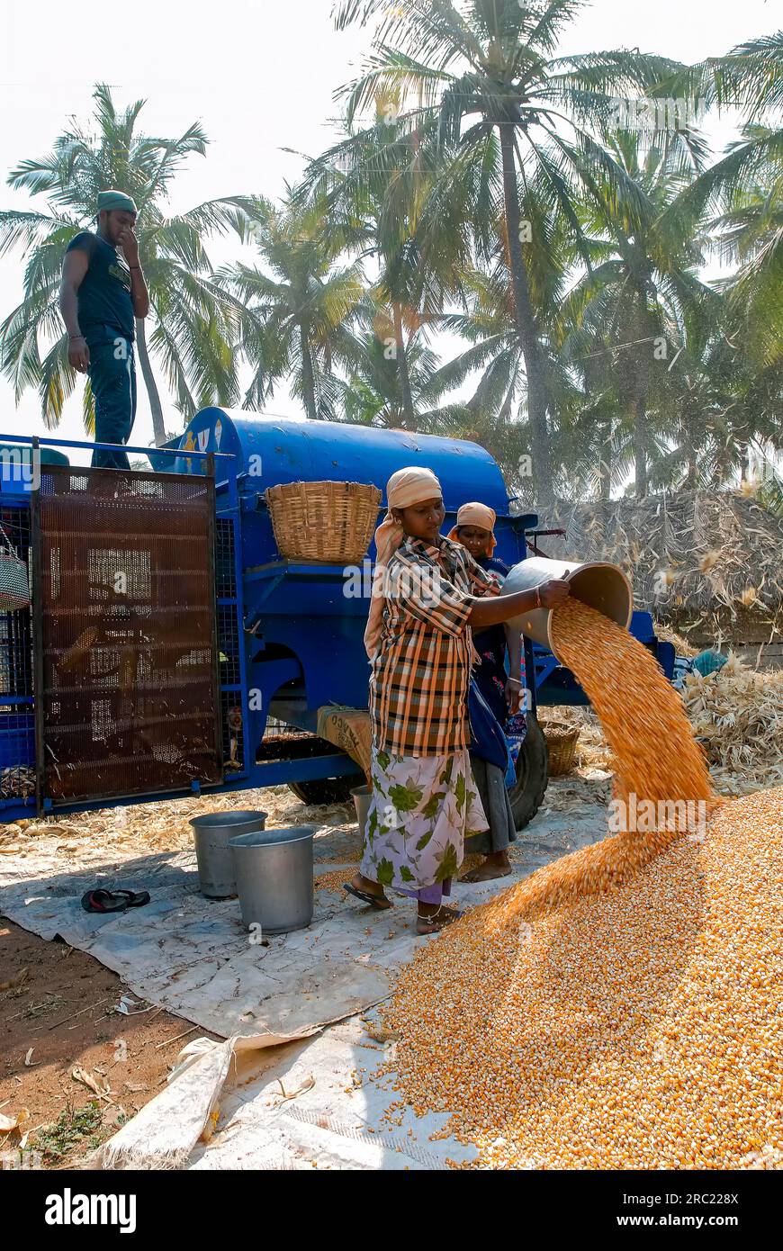 Extraction of corn maize (Zea mays) from corn kernels in Oddanchatram