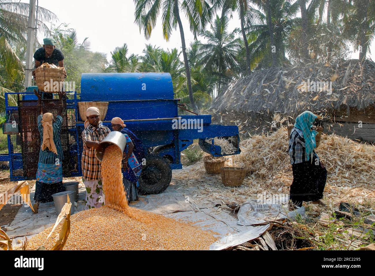 Extraction of corn maize (Zea mays) from corn kernels in Oddanchatram