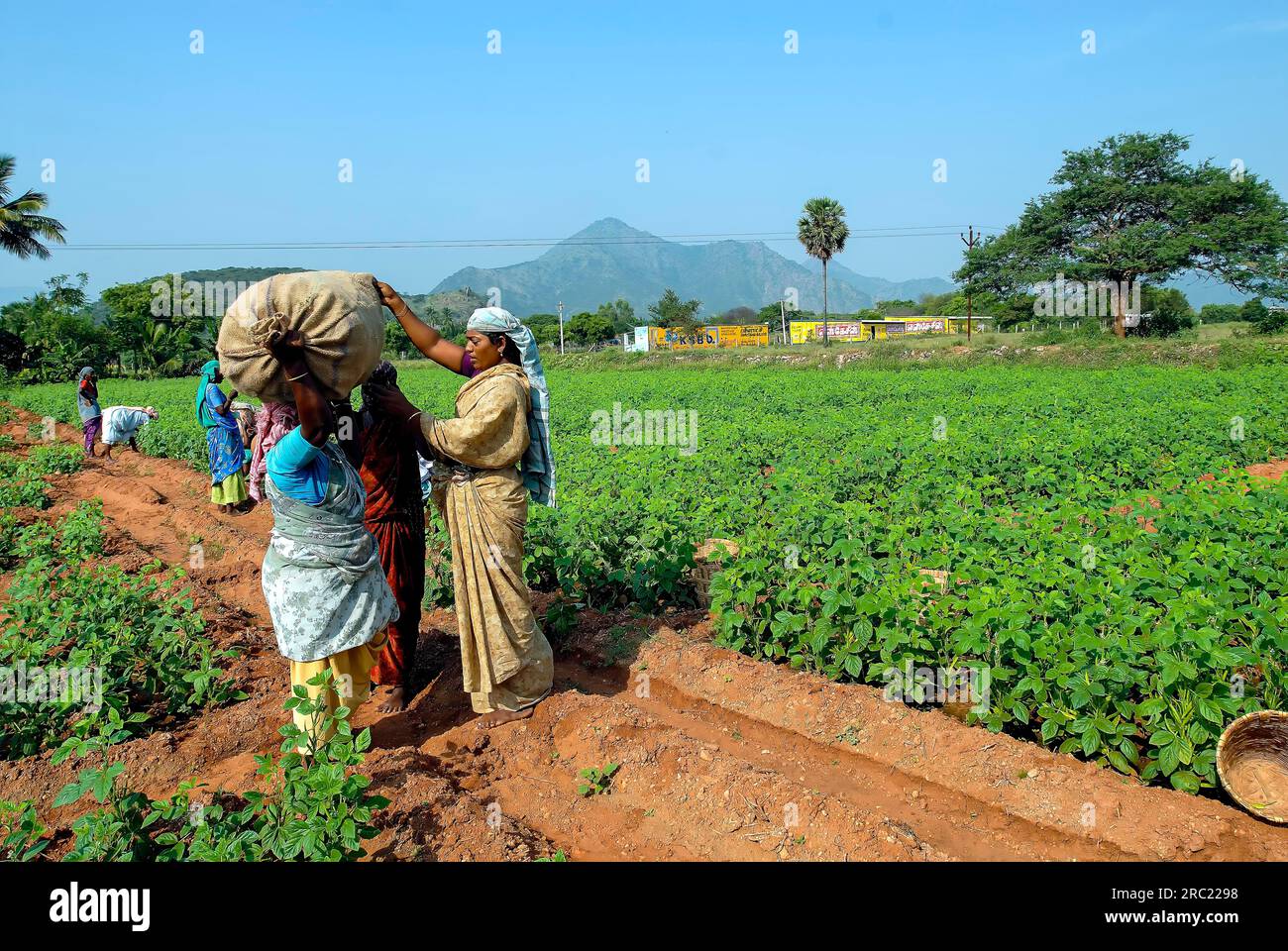 Carrying the harvested Cluster beans cheeni Avarakkai (Cyamopsis tetragonoloba) on a woman's head to take it to the market in Oddanchatram Stock Photo