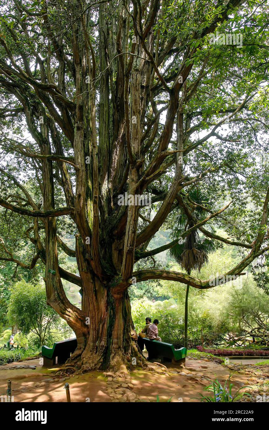 An ornamental tree in Sims park, Coonoor at height of 1780 meters above sea level a hill resort in Nilgiris, Tamil Nadu, South India, India, Asia Stock Photo